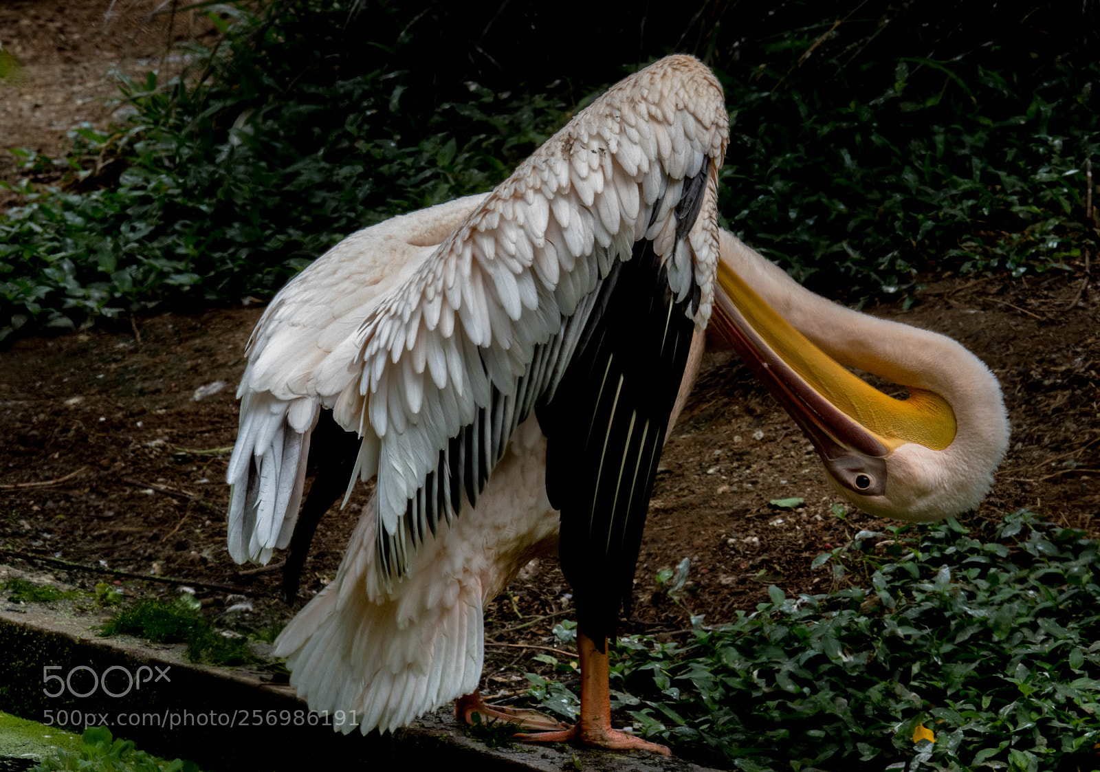 Canon EOS 80D sample photo. Great white pelican photography