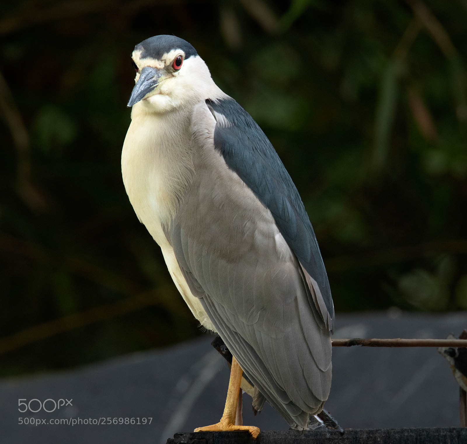 Canon EOS 80D sample photo. Black crowned night heron photography