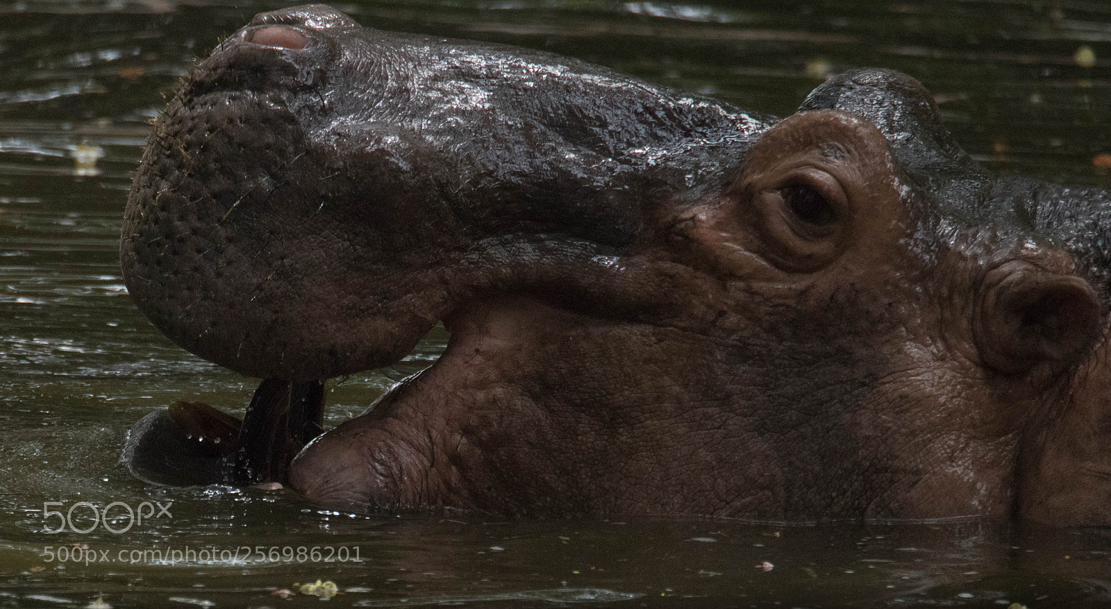 Canon EOS 80D sample photo. Hippo having a chill photography