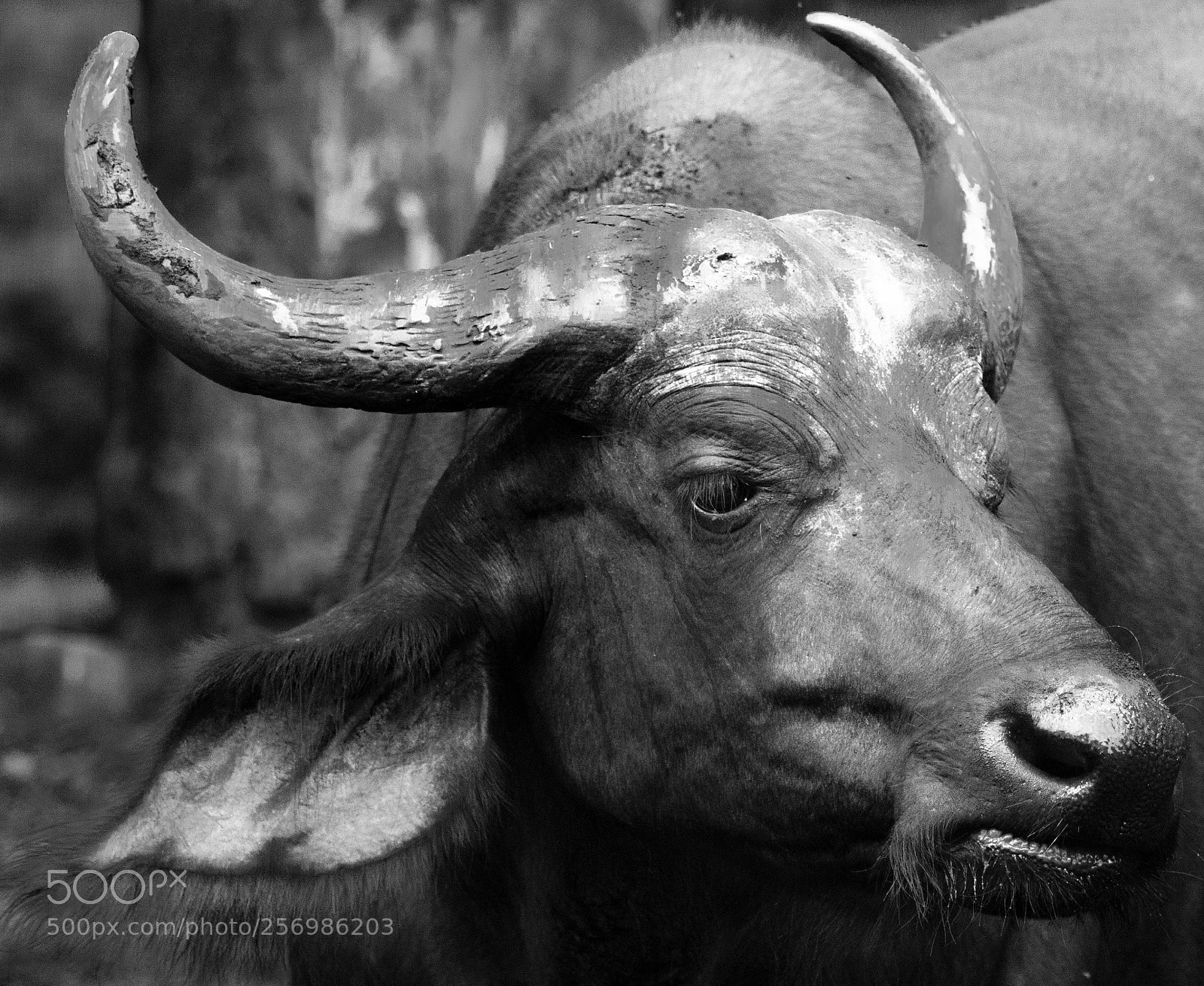Canon EOS 80D sample photo. Wild buffalo photography