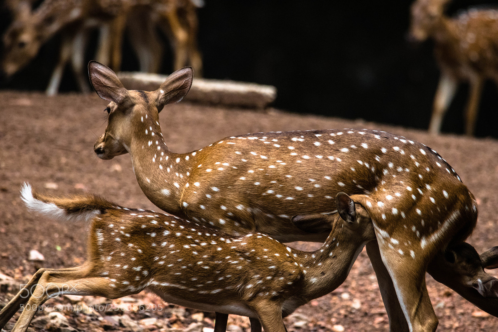 Canon EOS 80D sample photo. Fawn and mamma photography