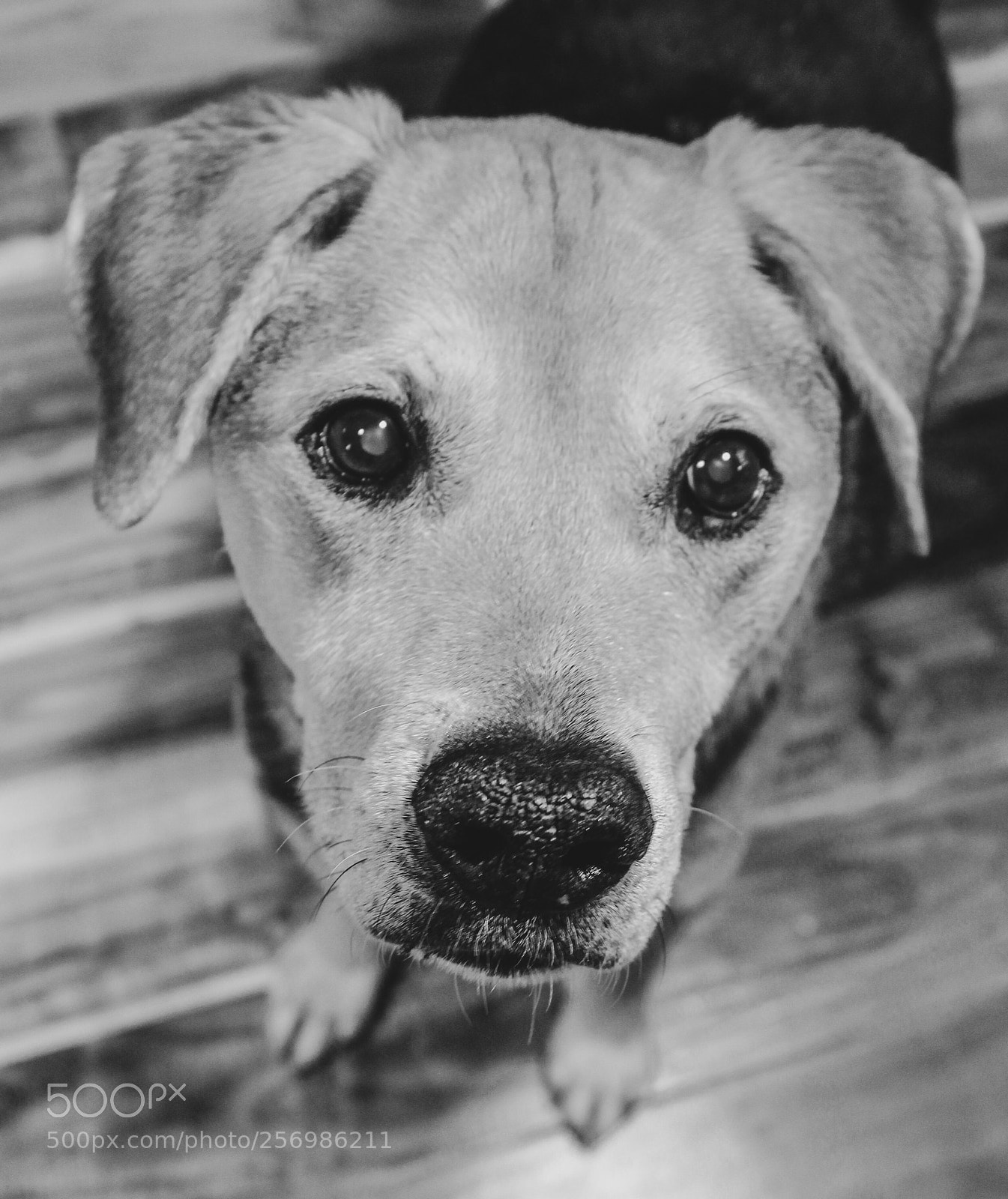 Canon EOS 1200D (EOS Rebel T5 / EOS Kiss X70 / EOS Hi) sample photo. Unconditional love? photography