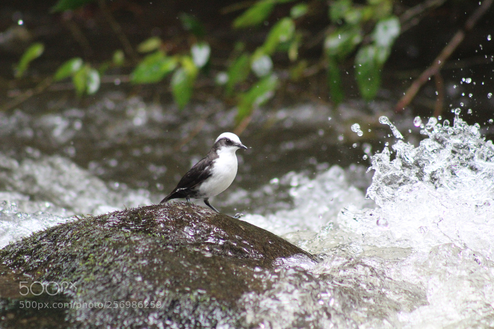 Canon EF 75-300mm f/4-5.6 sample photo. Restless monjita-bird photography