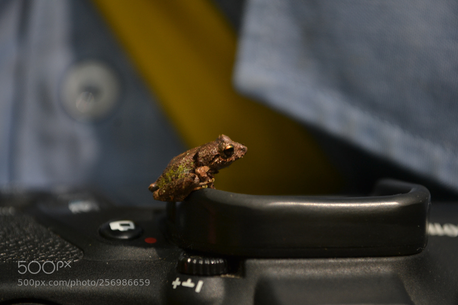 Nikon D3100 sample photo. A fleeting meeting with photography