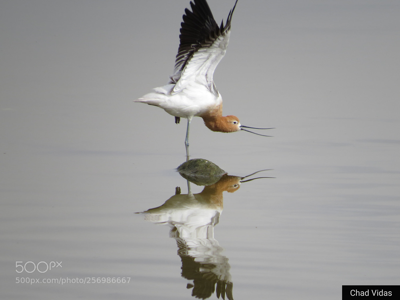 Canon PowerShot SX50 HS sample photo. Avocet moves photography
