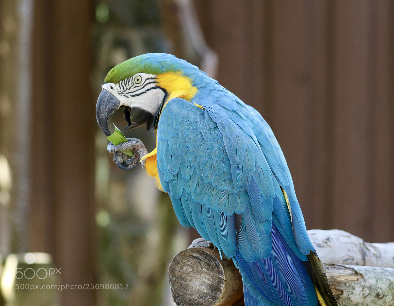 Canon EOS 80D sample photo. Blue and yellow macaw photography