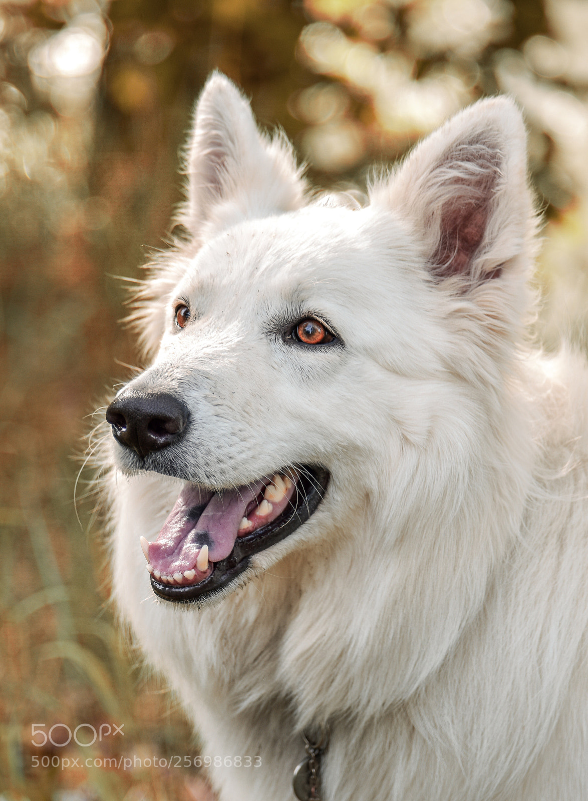 Nikon D810 sample photo. Wauw photography