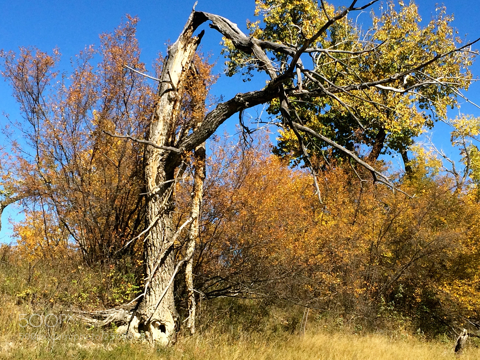 Apple iPhone 5s sample photo. Img photography