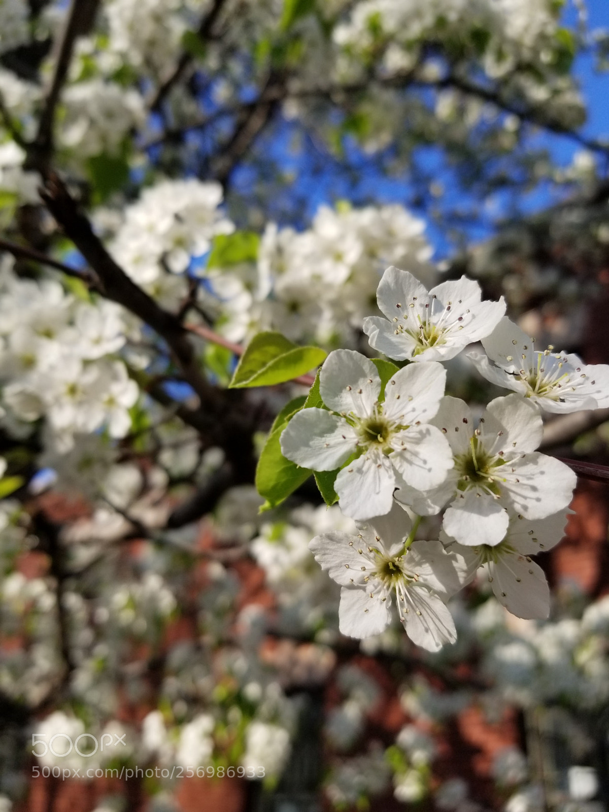 Samsung Galaxy S8 sample photo. North center spring photography