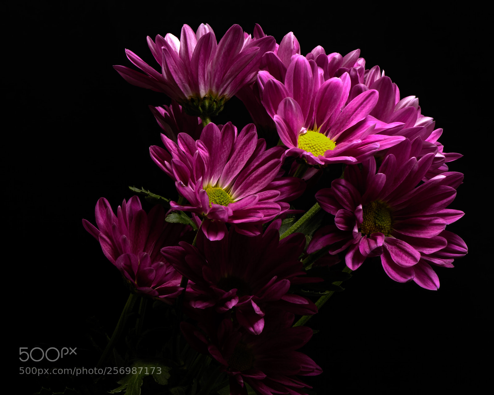Nikon D810 sample photo. Purple mums 0924 photography
