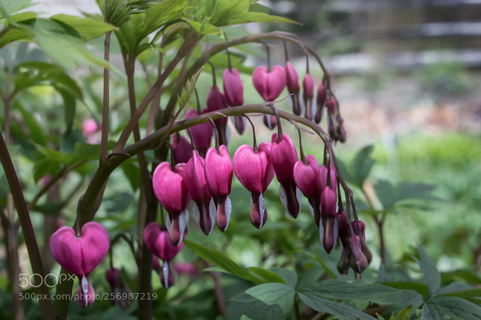 Canon EOS 800D (EOS Rebel T7i / EOS Kiss X9i) sample photo. Bleeding hearts photography