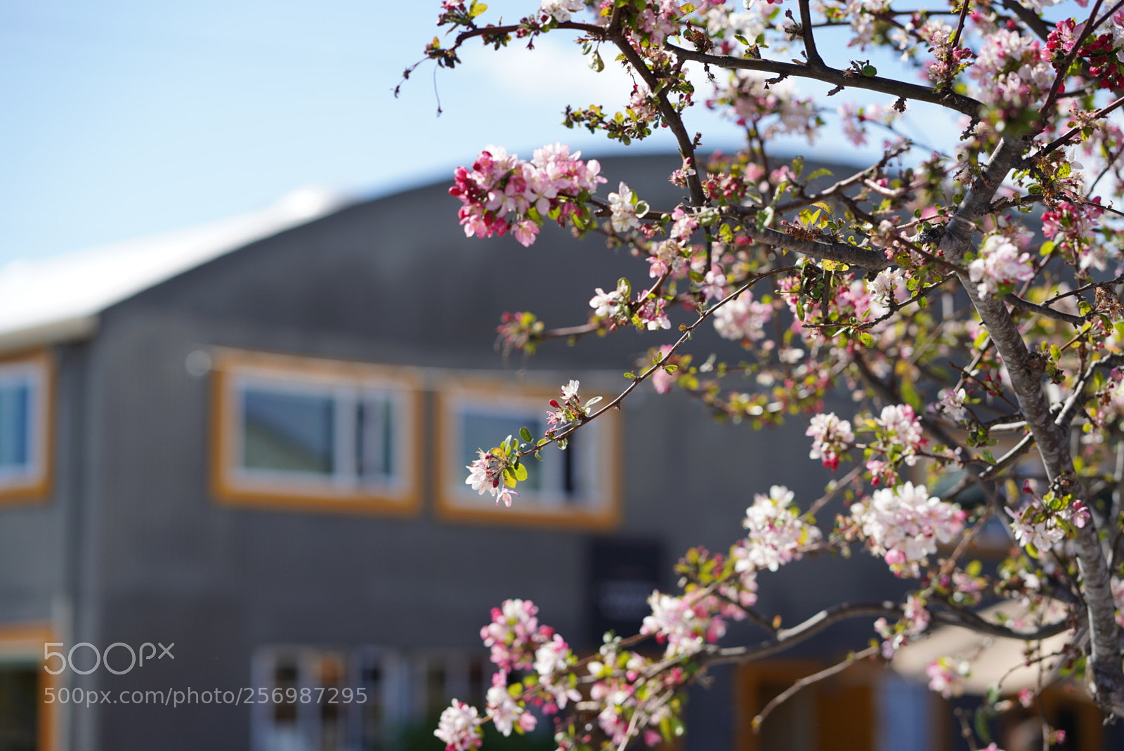 Sony a7 III sample photo. Untitled photography