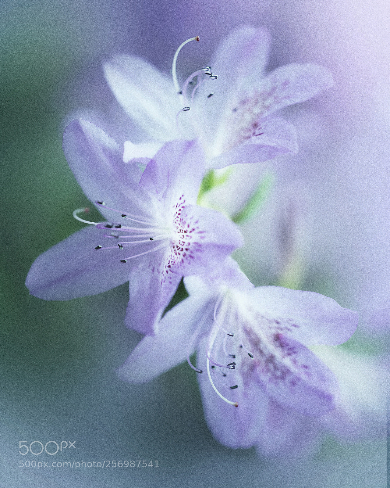 Canon EOS 6D sample photo. Untitled photography