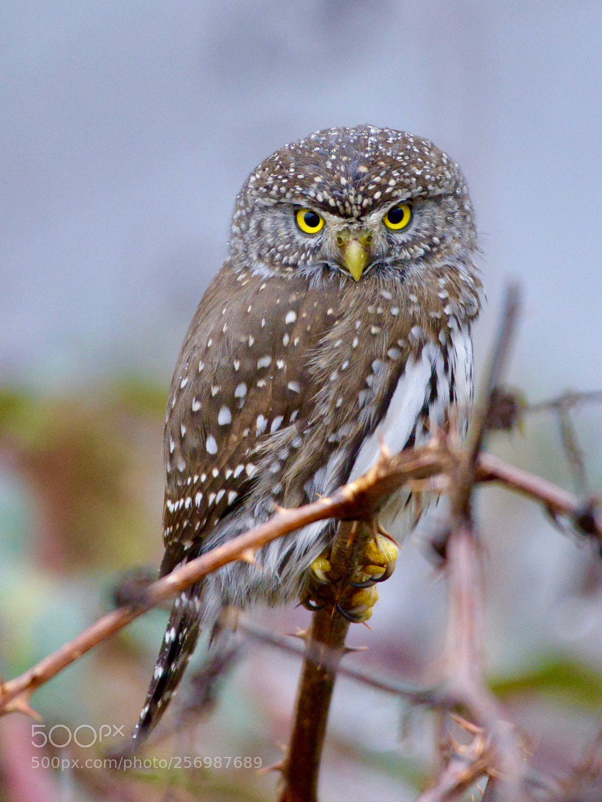 Nikon D800 sample photo. Pygmy owl photography