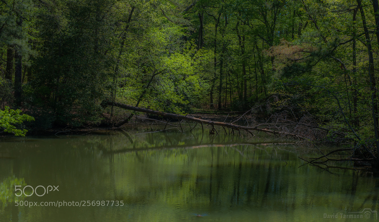 Nikon D800 sample photo. The nolan trail #3 photography