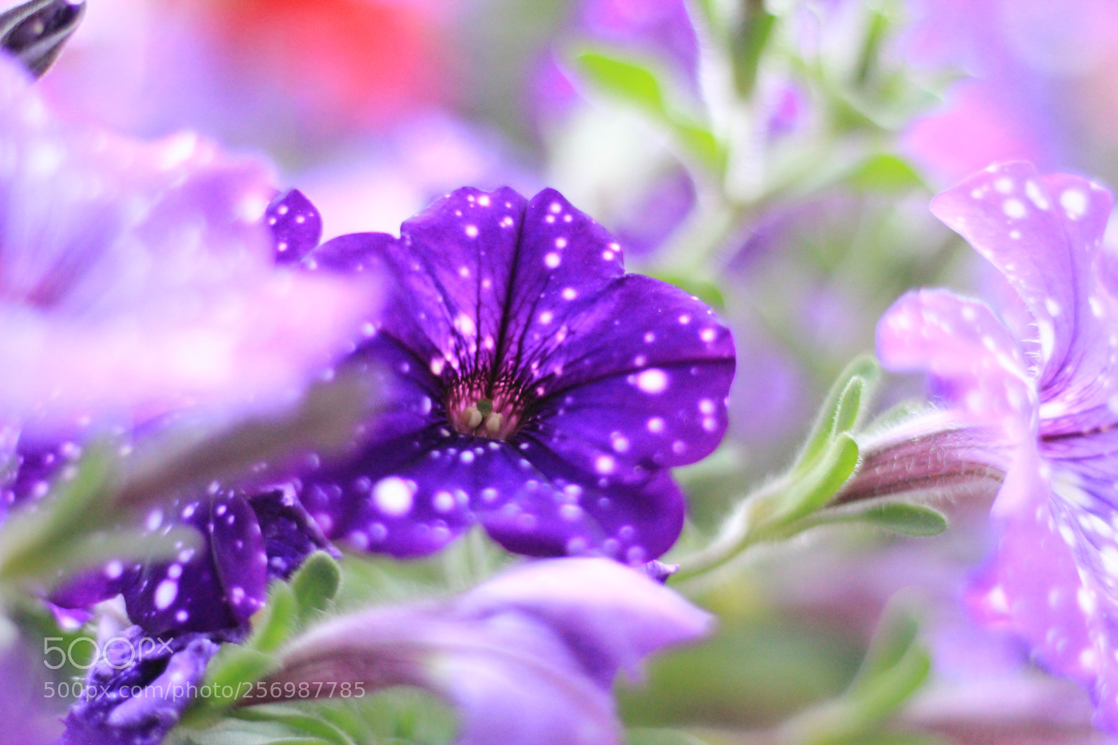 Canon EOS 550D (EOS Rebel T2i / EOS Kiss X4) sample photo. Purple petals photography