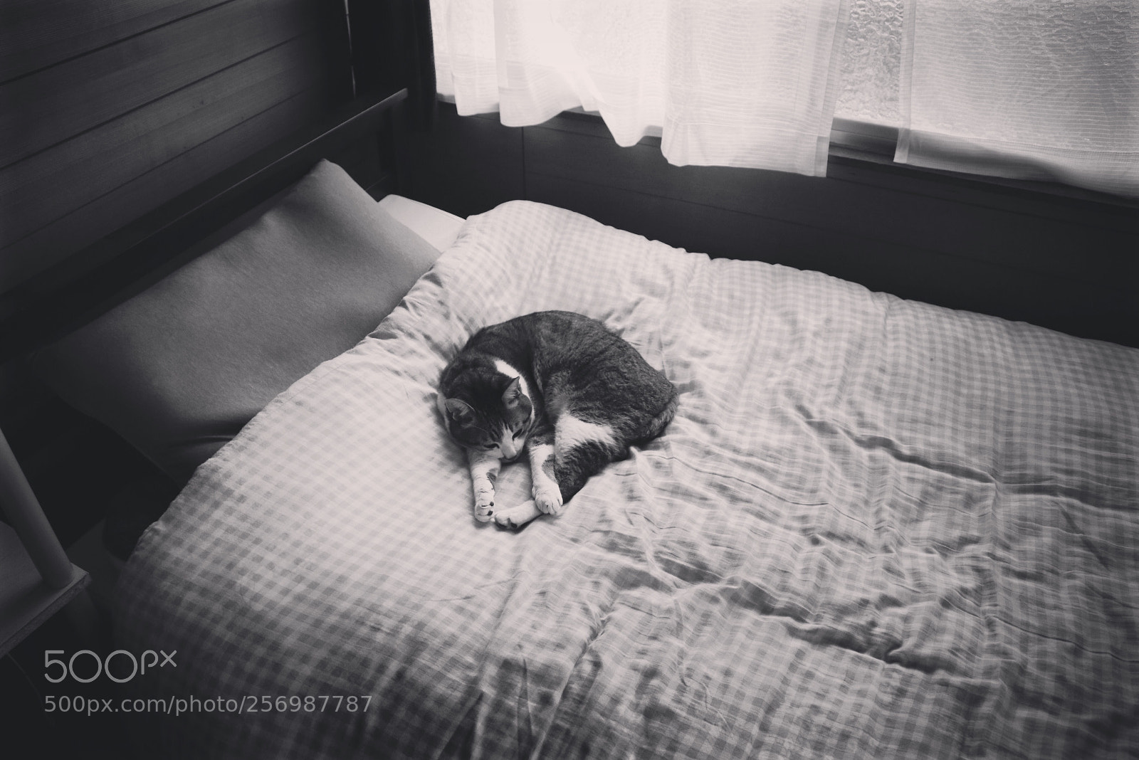 Canon EOS 80D sample photo. Cat photography