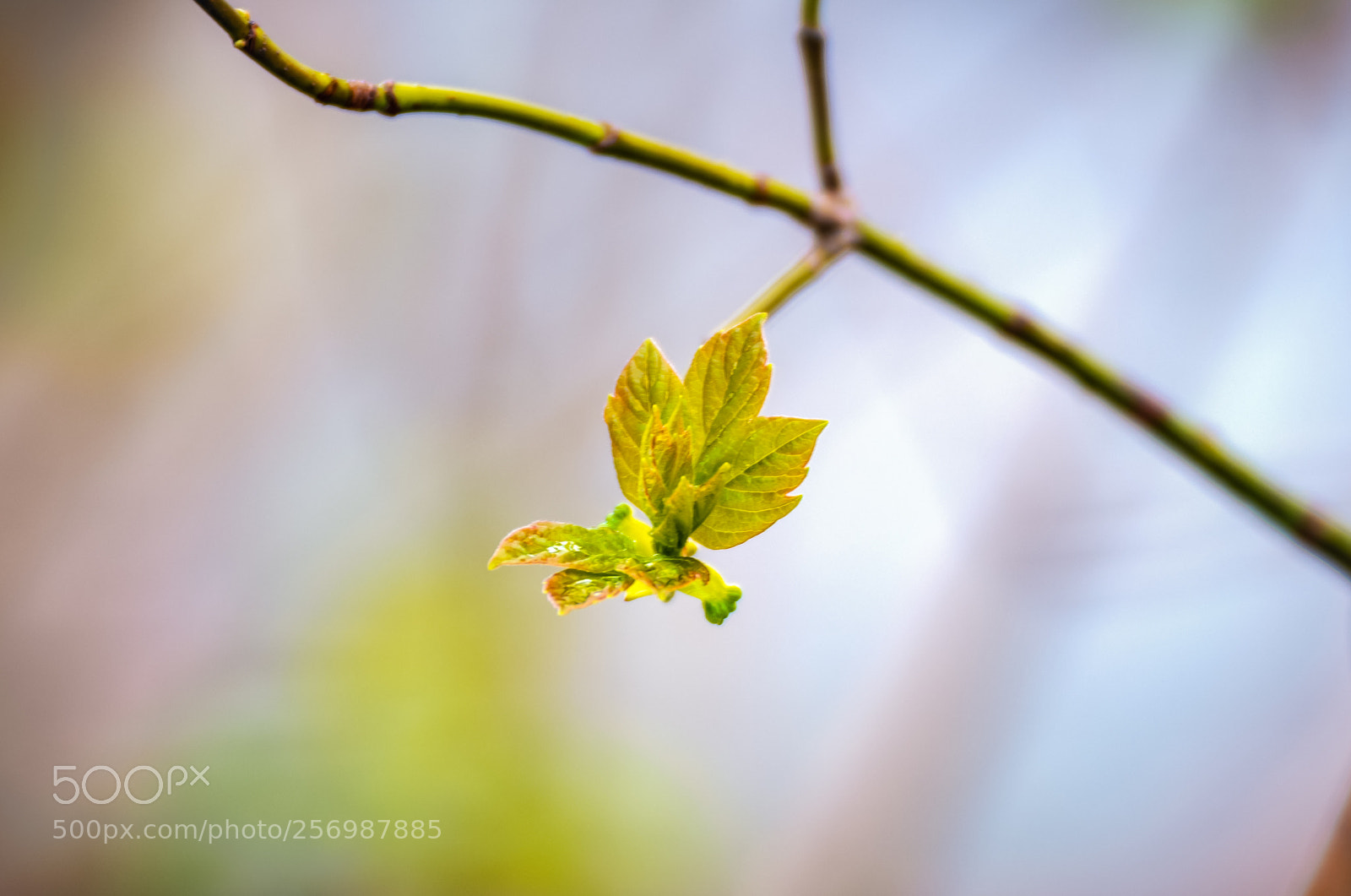 Nikon D500 sample photo. Maple leaves budding photography