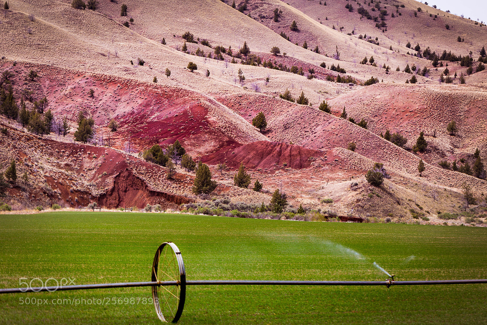 Canon EOS 6D sample photo. Green grass grows anywhere photography