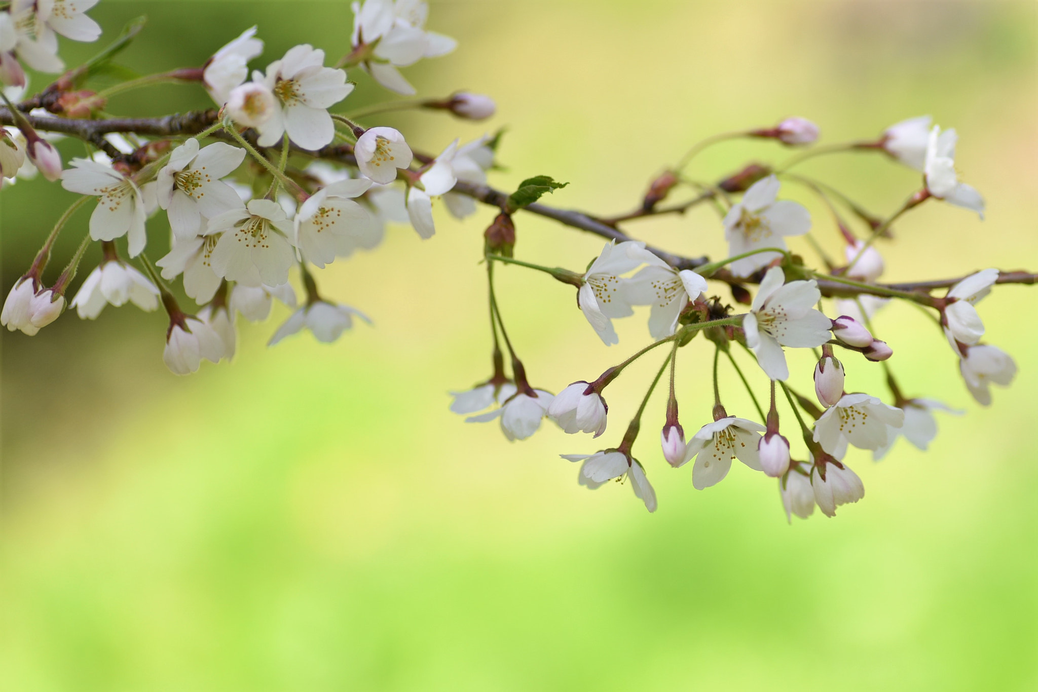 Nikon D750 sample photo. 桜 photography