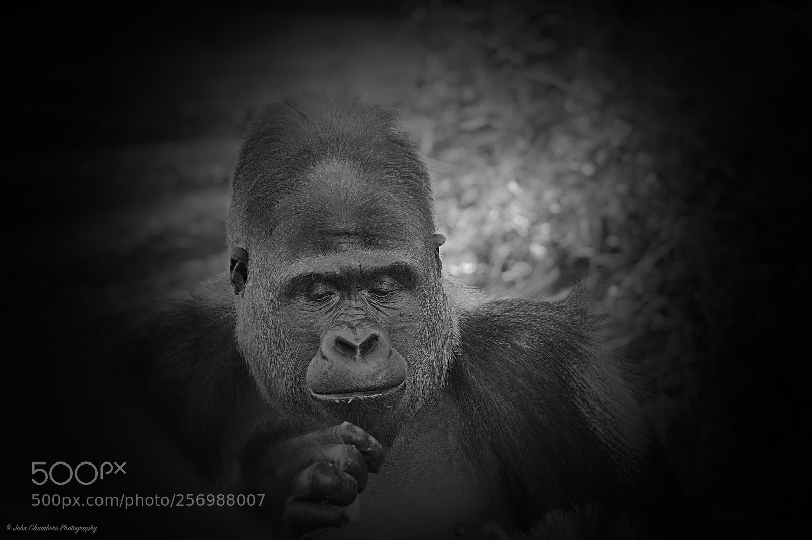 Nikon D5500 sample photo. The siverback - taronga photography