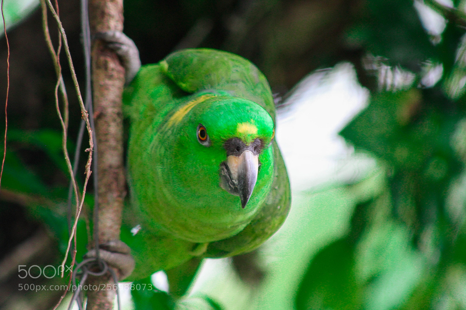 Canon EOS 7D sample photo. Te conozco photography