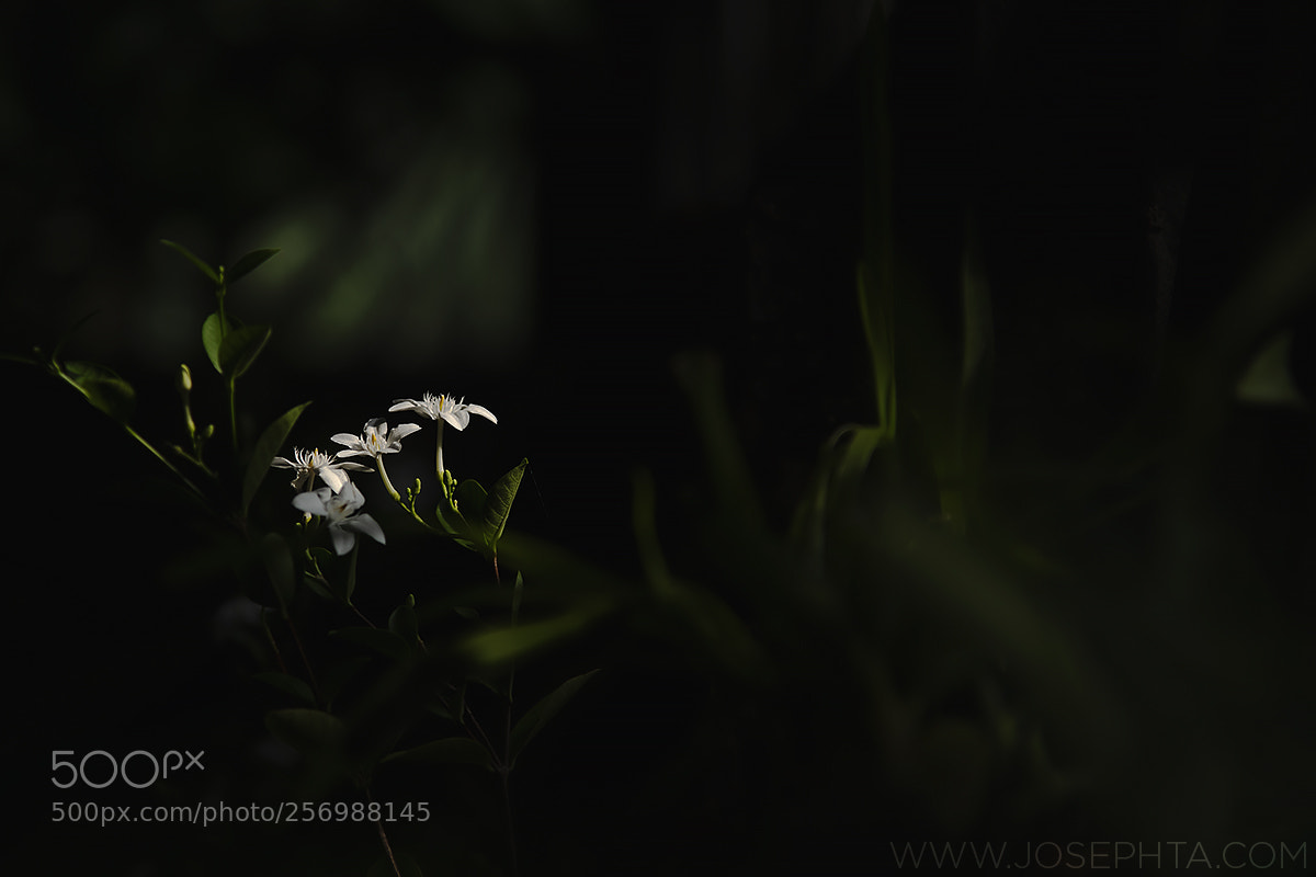 Nikon D850 sample photo. Rediscovering light photography