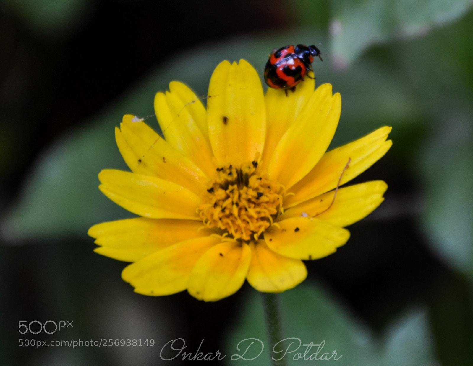 Nikon D7000 sample photo. Ladybug &flower photography