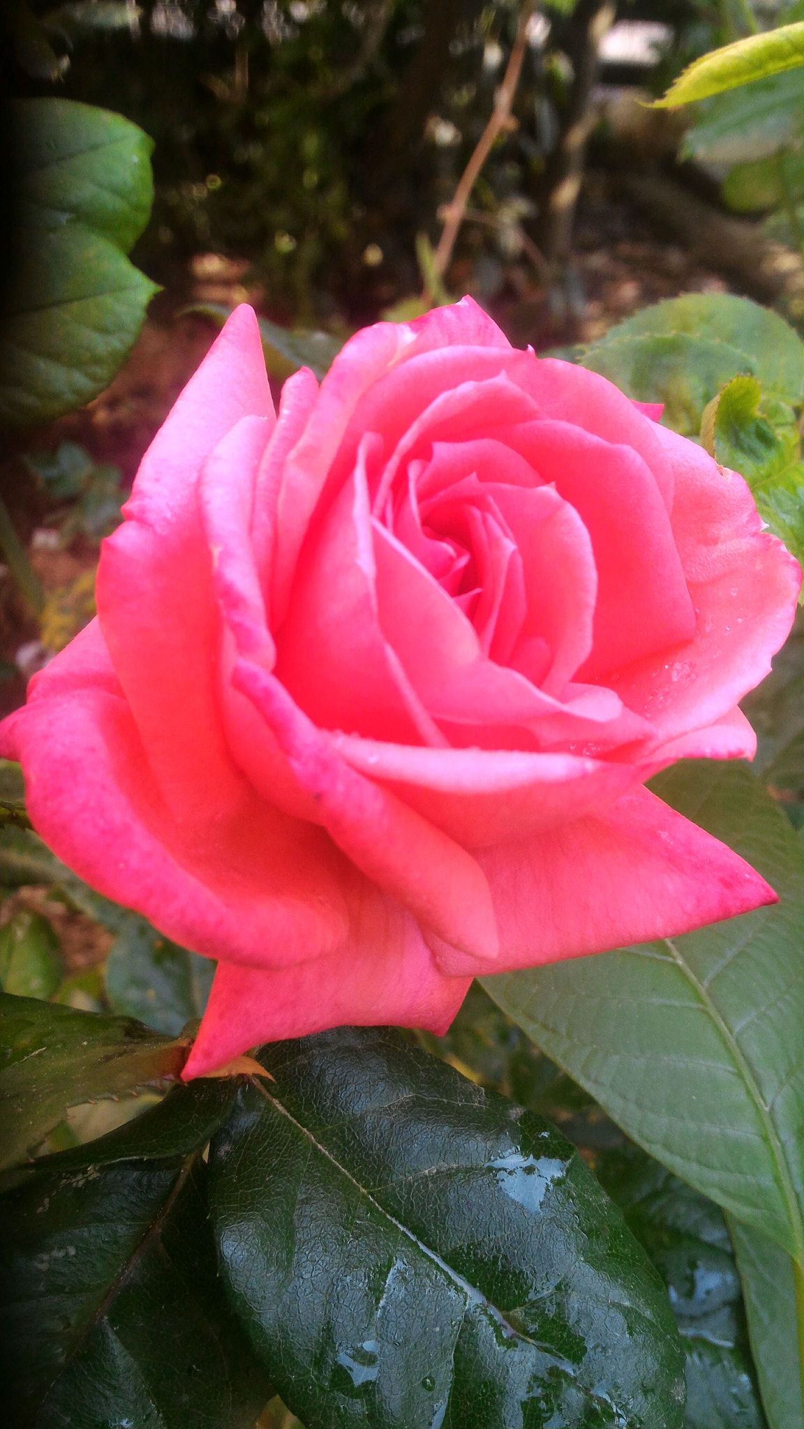 ASUS ZenFone 2 (ZE551ML) sample photo