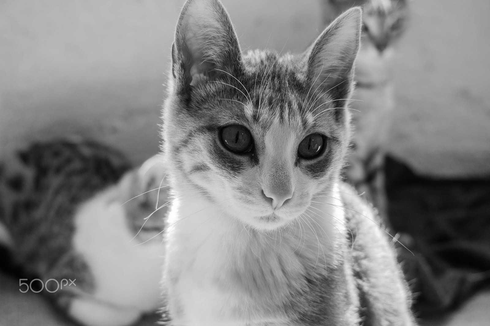 Sony Alpha a3500 sample photo. Teodorita photography