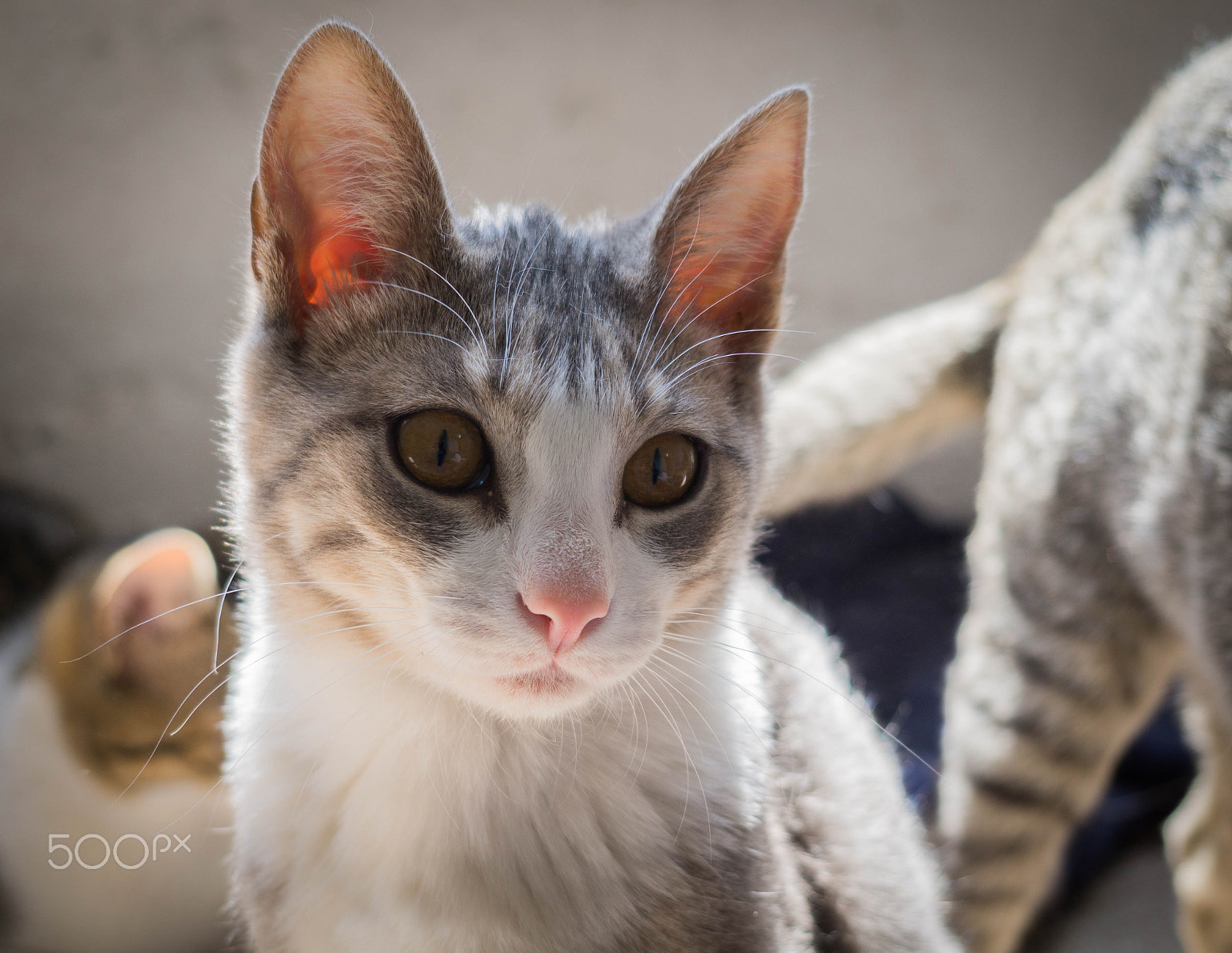 Sony Alpha a3500 sample photo. Teodorita photography