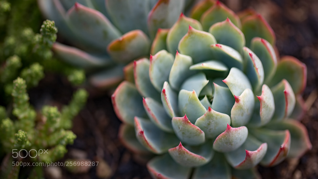 Canon EOS 5D Mark IV sample photo. Red tipped succulent photography