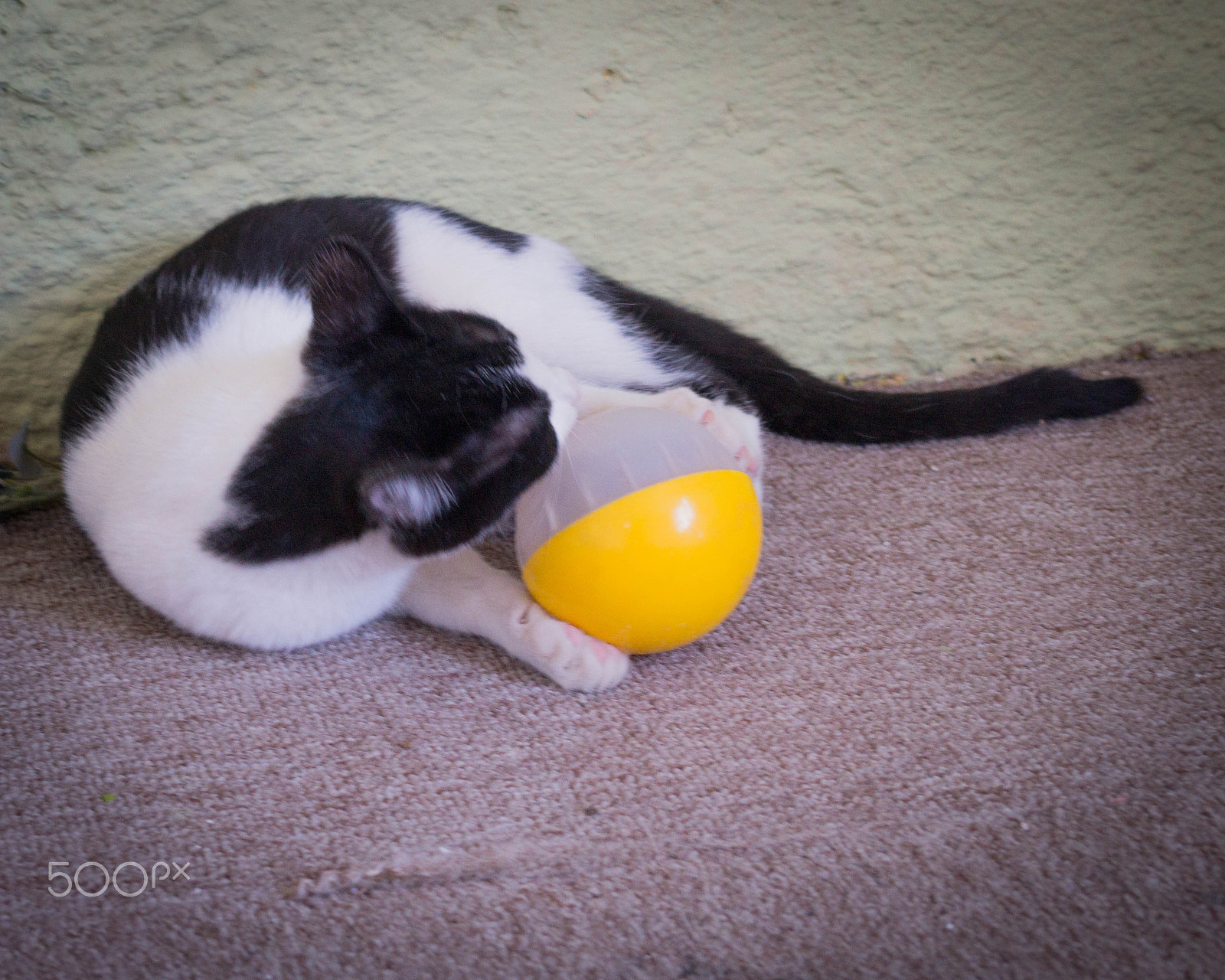 Sony Alpha a3500 sample photo. Pandita photography