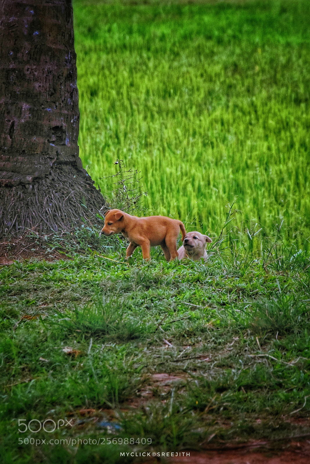 Nikon D7200 sample photo. Wait here until i photography