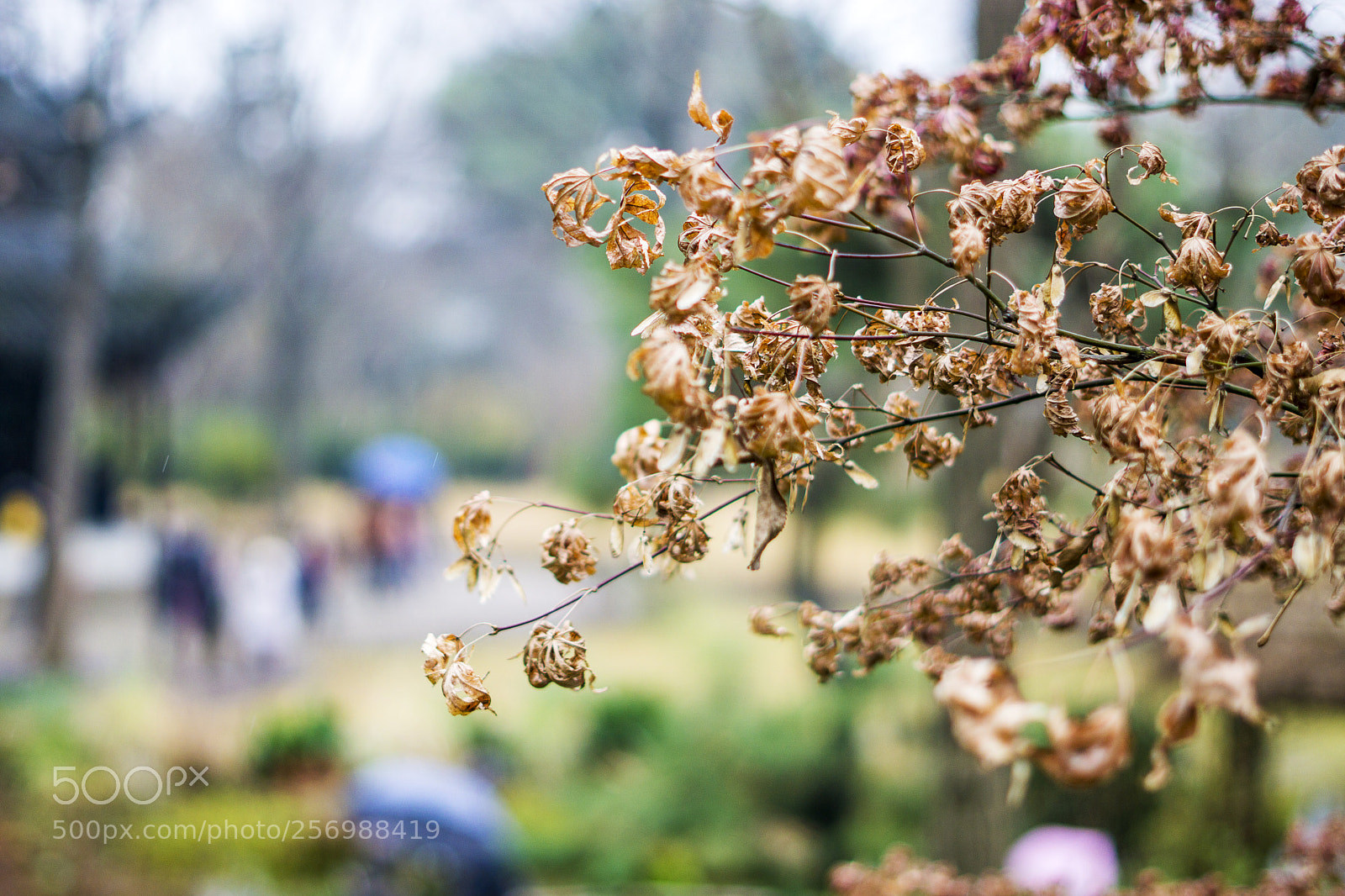 Sony a6000 sample photo. 叶子 photography