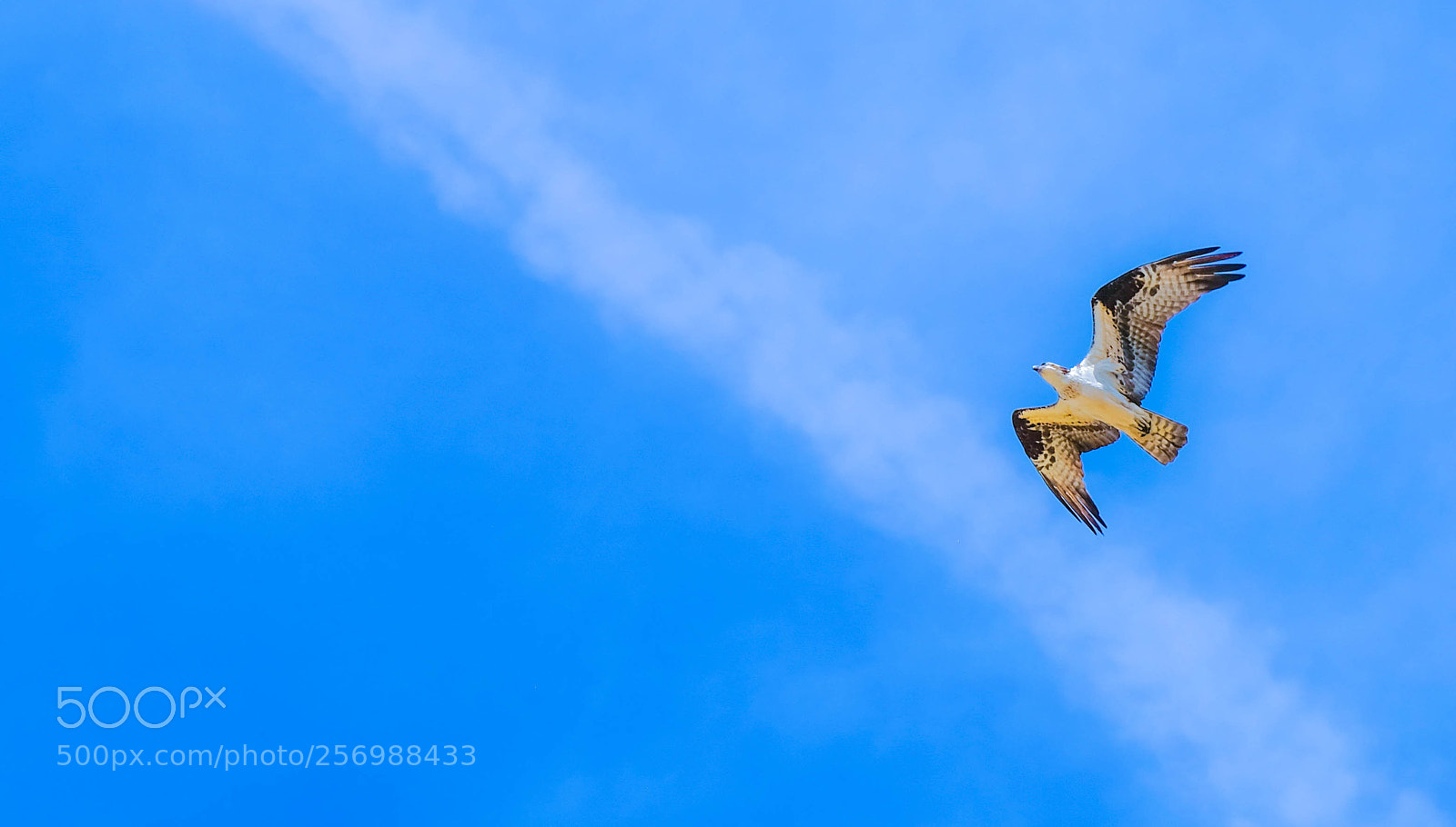 Fujifilm X-T20 sample photo. Osprey in flight over photography