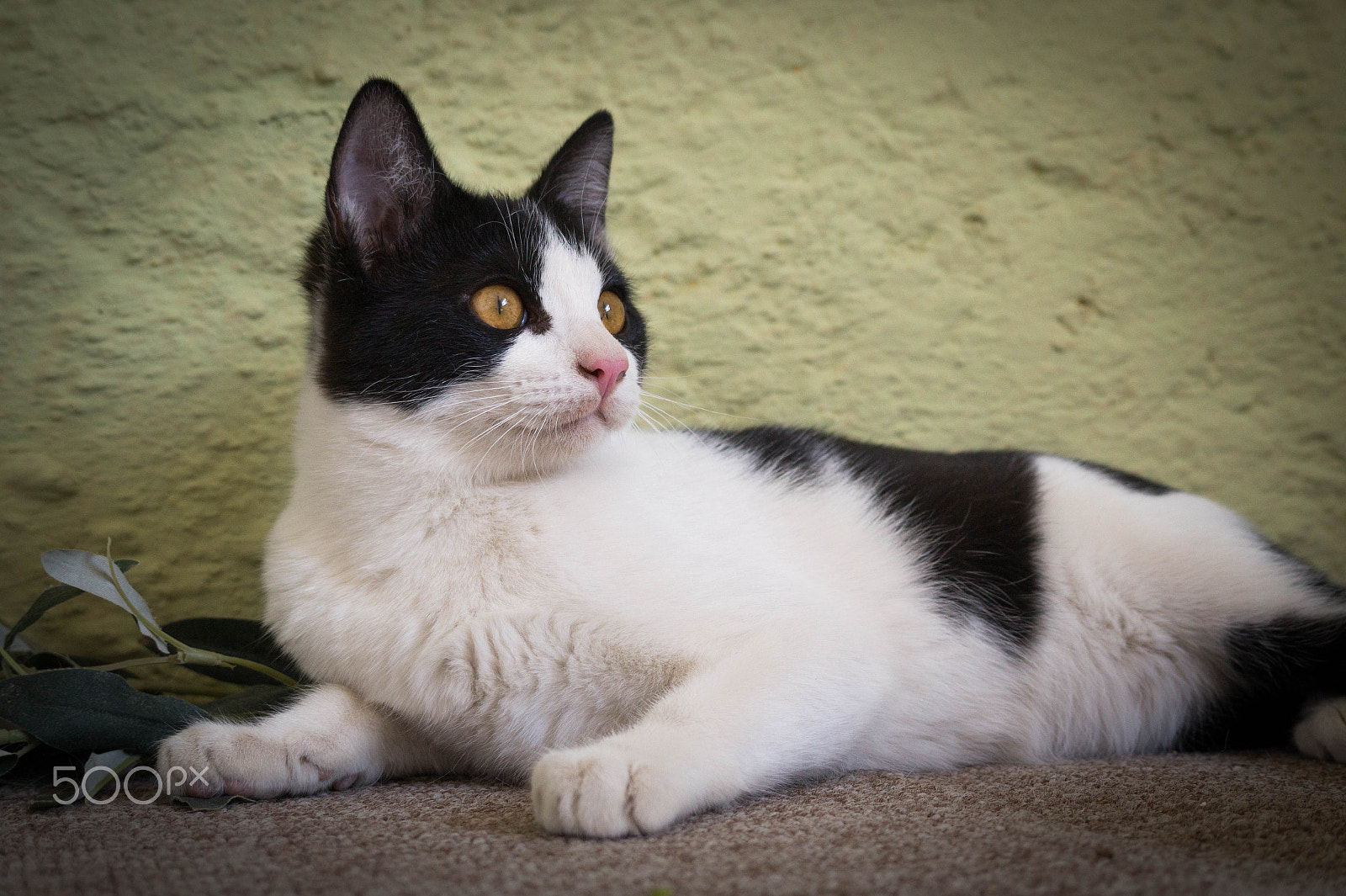 Sony Alpha a3500 sample photo. Pandita photography