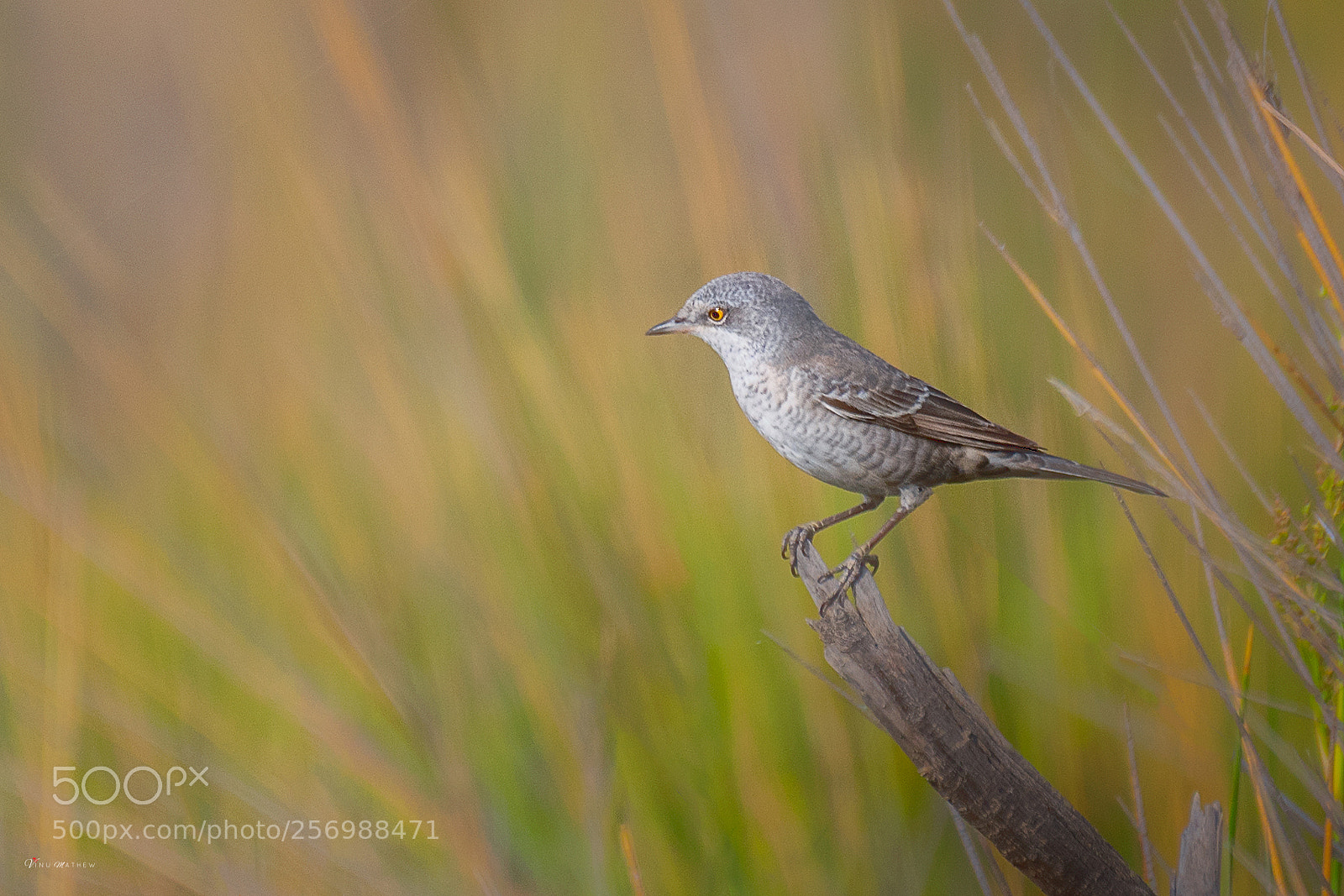 Nikon D500 sample photo. Barred warbler photography
