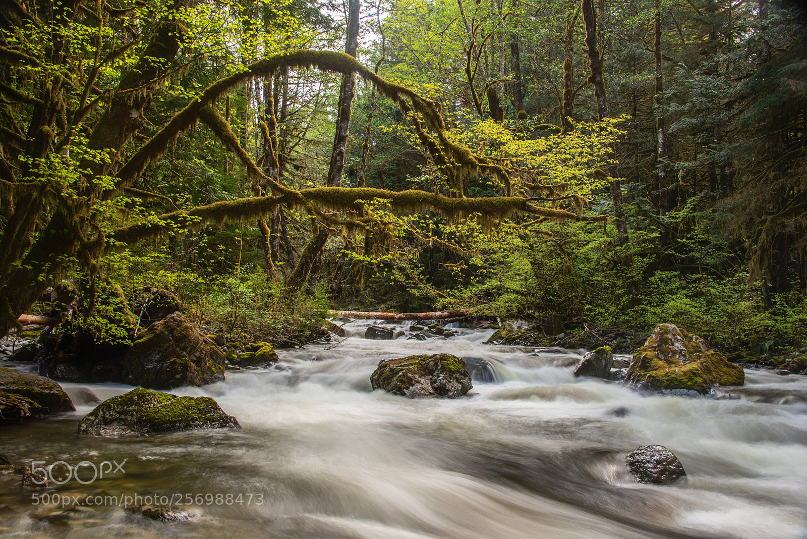 Nikon D750 sample photo. The enchanted forest photography