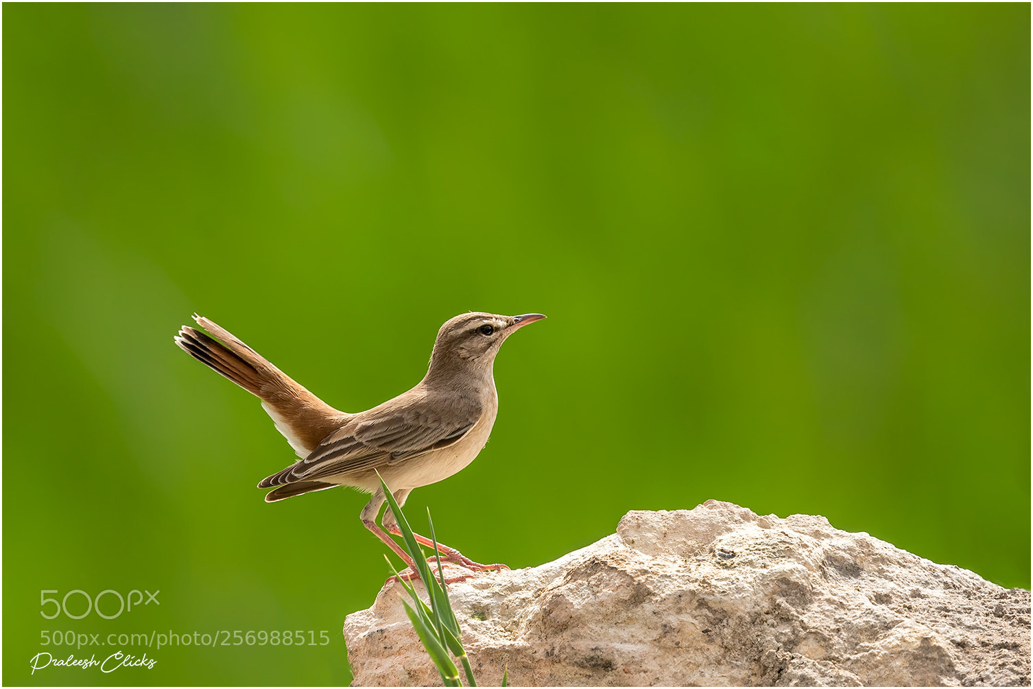 Nikon D500 sample photo. Rufous tailed scrub robin photography