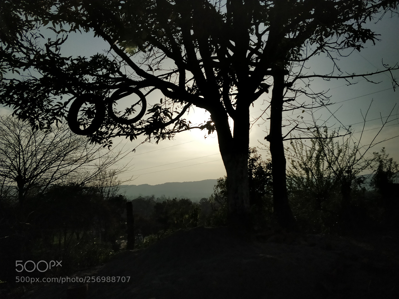 OnePlus 5 sample photo. Tree photography