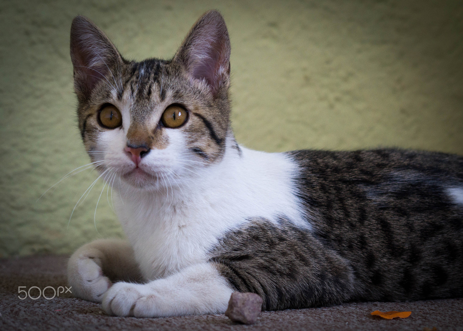 Sony Alpha a3500 sample photo. Atomica photography