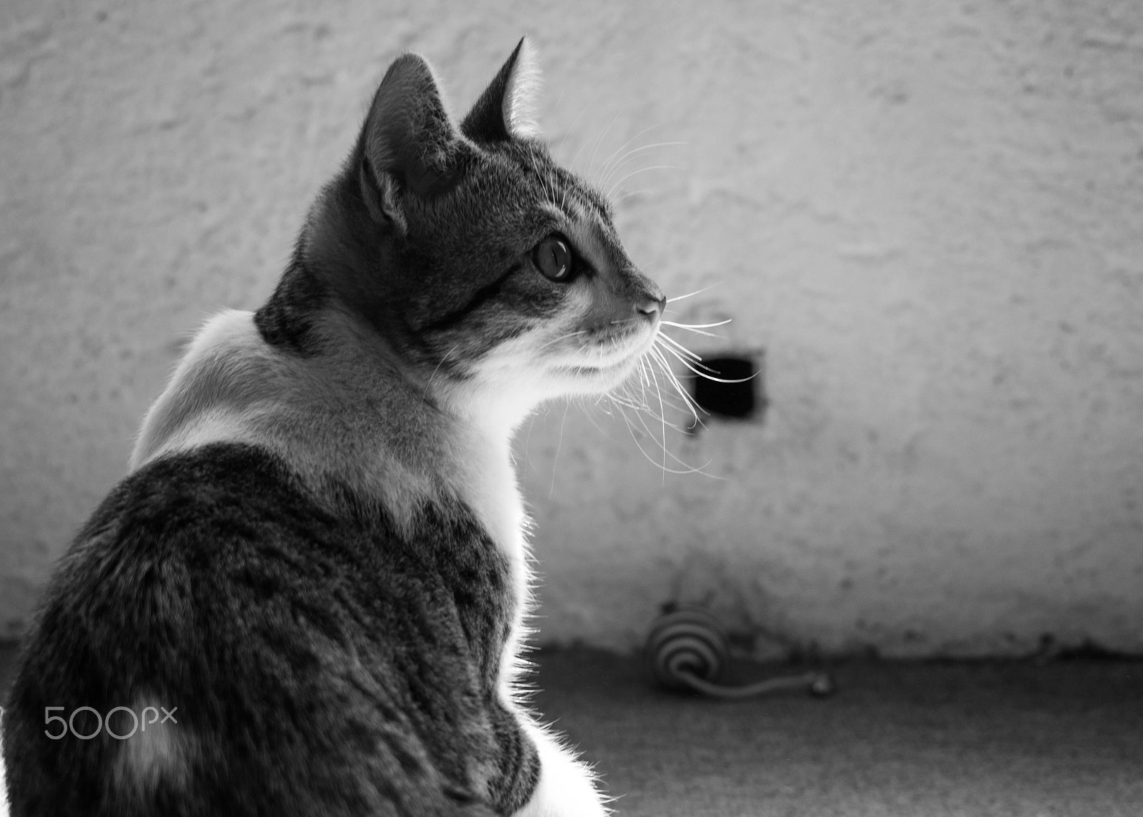 Sony Alpha a3500 sample photo. Atomica photography