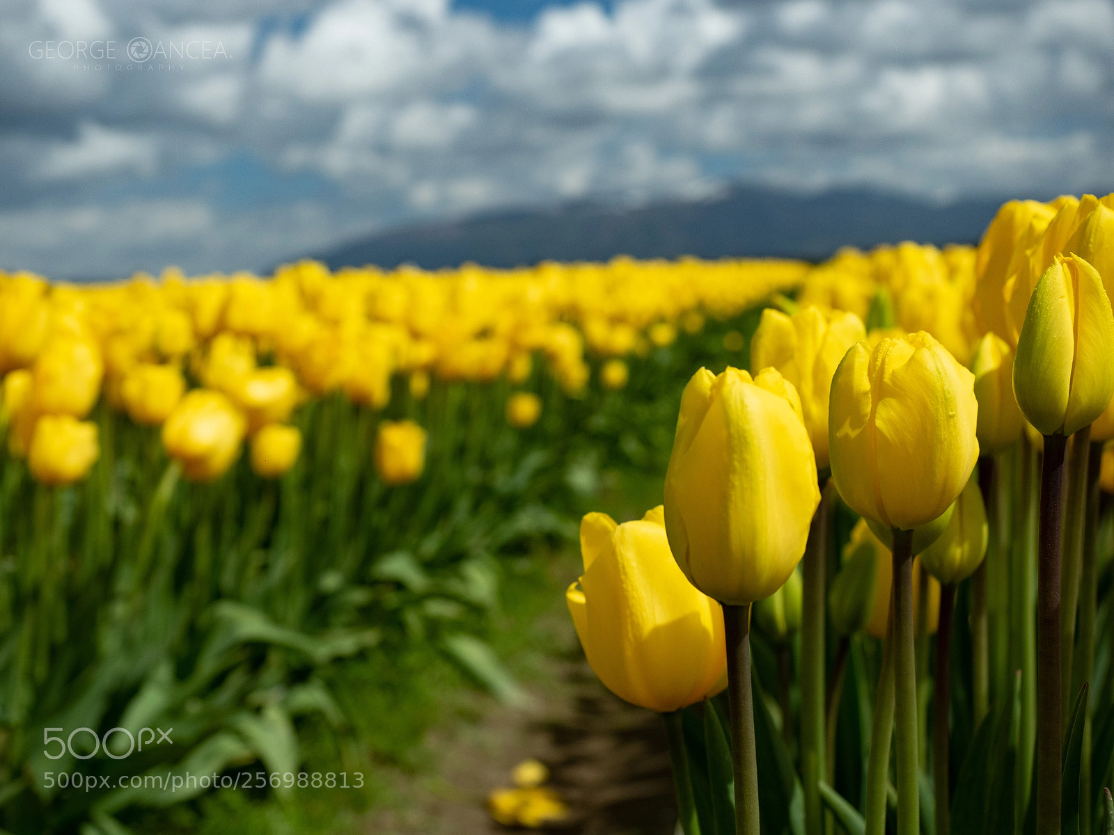 Olympus OM-D E-M5 II sample photo. Tulip festival photography