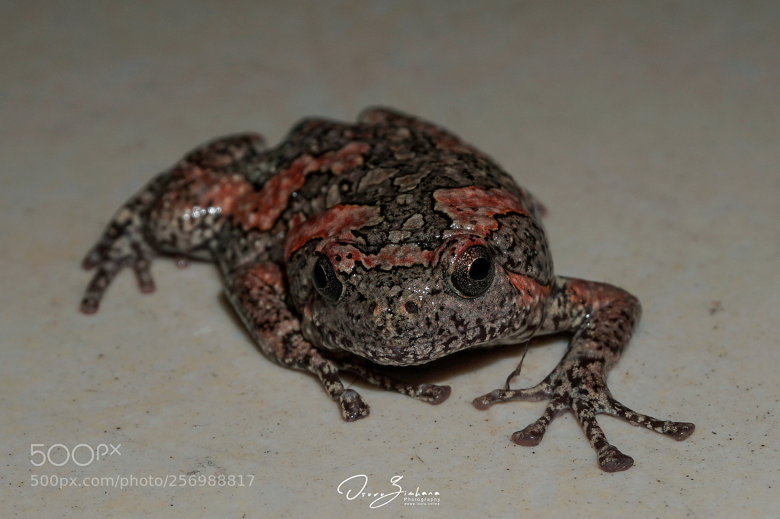 Sony a6500 sample photo. Sri lankan painted frog photography