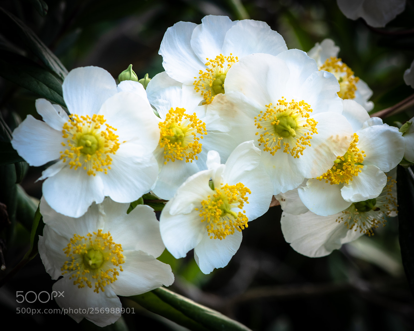 Nikon D850 sample photo. Whf photography