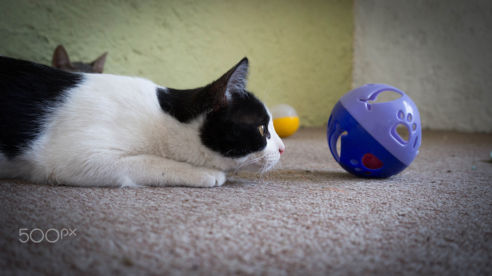 Sony Alpha a3500 sample photo. Pandita photography