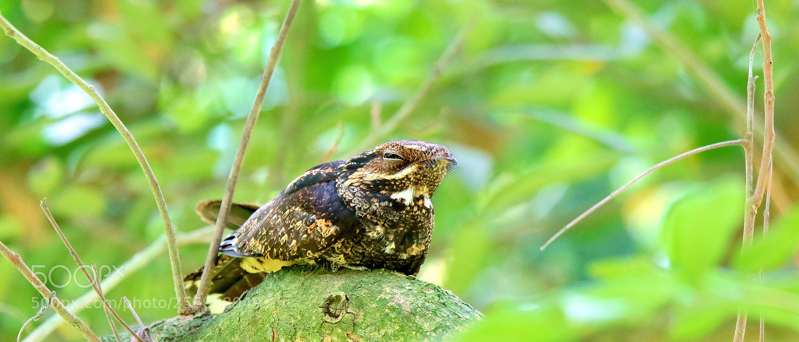 Canon EOS 7D Mark II sample photo. Large-tailed nightjar photography