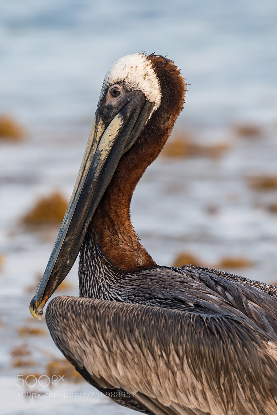 Canon EOS 5D Mark IV sample photo. Pelican photography