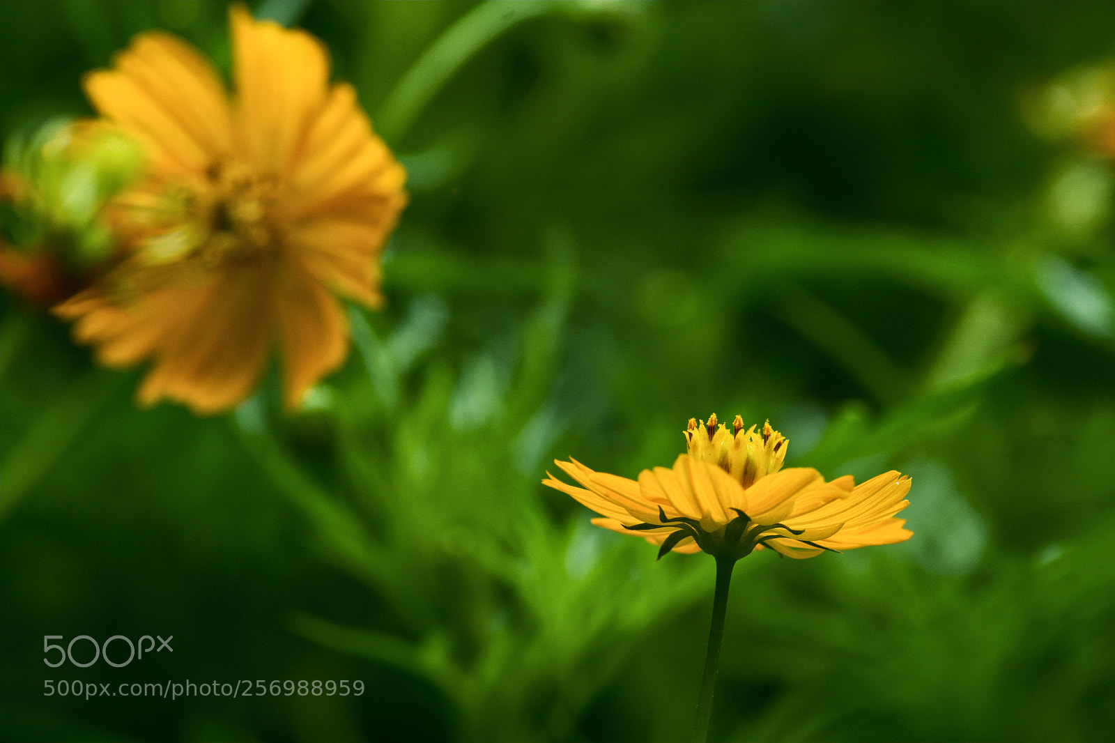Nikon D7100 sample photo. Untitled photography